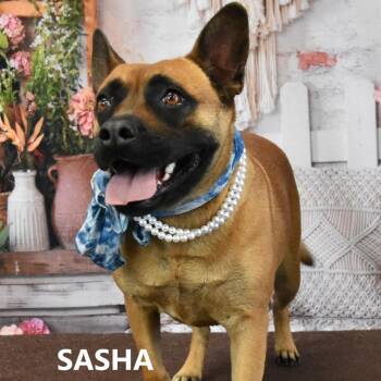 Sasha -  German Shepherd Dog and French Bulldog Dog for Adoption in Yuma, Arizona - Sasha | PetCurious