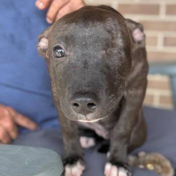 Little Debbie -  Mixed Breed Dog for Adoption in North Charleston, South Carolina - Little Debbie | PetCurious
