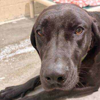 Weimaraner and Great Dane Dogs Available for Adoption in Evansville, Indiana - Miley | PetCurious