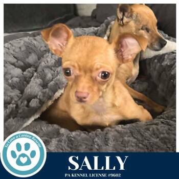 Chihuahua Dogs Available for Adoption in Kimberton, Pennsylvania - Sally 041826 | PetCurious