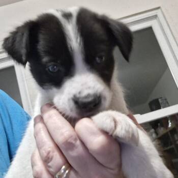 Waffle -  Shepherd and Mixed Breed Dog for Adoption in San Antonio, Texas - Waffle | PetCurious
