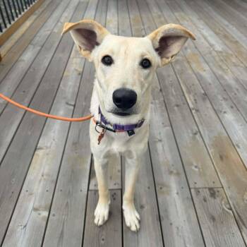 Rescue Mixed Breed Dogs for Adoption in Bend, Oregon - George | PetCurious