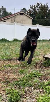 Cane Corso Dogs Available for Adoption - Cooper | PetCurious