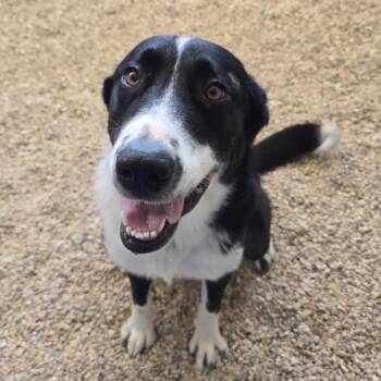 Rescue Border Collie Dogs for Adoption in Austin, Texas - Princess JuM | PetCurious