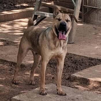 Shar Pei Dogs Available for Adoption in Joshua, Texas - Turtle | PetCurious