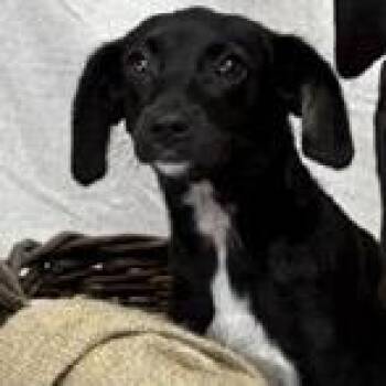 Jace -  Labrador Retriever and Mixed Breed Dog for Adoption in Tampa, Florida - Jace | PetCurious