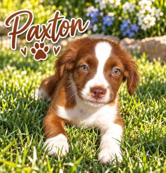 Paxton -  Spaniel Dog for Adoption in Brownstown, Indiana - Paxton | PetCurious