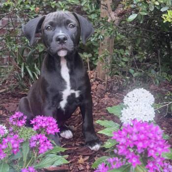 Labrador Retriever and Coonhound Dogs Available for Adoption in Atlanta, Texas - Jasper | PetCurious