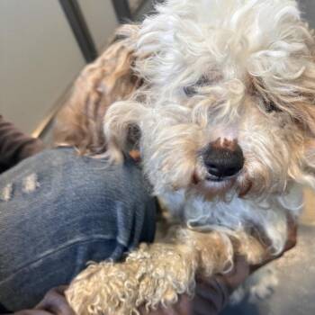 Karen -  Mixed Breed Dog Available for Adoption in Allentown, Pennsylvania - Karen | PetCurious