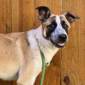 Rescue Australian Cattle Dog Blue Heeler and Mixed Breed Dogs for Adoption in Austin, Texas - Gretel JuM/JA | PetCurious