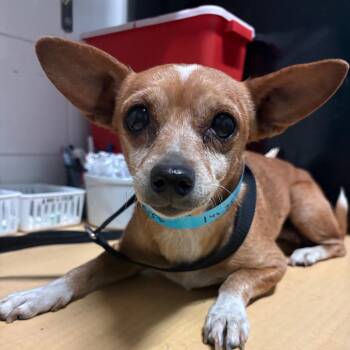 IVHS-Stray-144357 -  Chihuahua Dog for Adoption in San Gabriel, California - IVHS-Stray-144357 | PetCurious