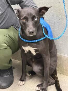 MISS. POPPINS -  Border Collie and Mixed Breed Dog for Adoption in Las Vegas, Nevada - MISS. POPPINS | PetCurious