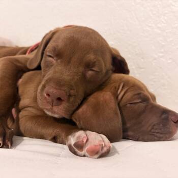 Hound Dogs Available for Adoption in Melrose, Florida - Hestia | PetCurious
