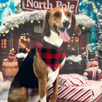 Fossey (now Junebug) -  American Foxhound Dog for Adoption in Chapel Hill, North Carolina - Fossey (now Junebug) | PetCurious