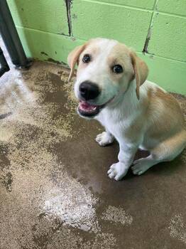 Banister -  Australian Shepherd and Bulldog Dog for Adoption in Fort Payne, Alabama - Banister | PetCurious