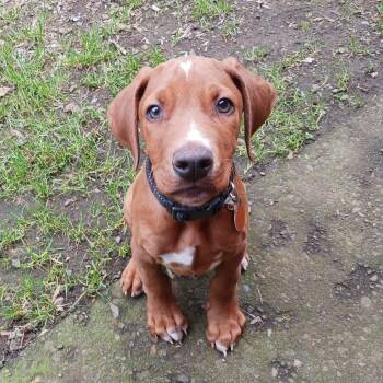 Mixed Breed and Doberman Pinscher Dogs Available for Adoption in Washougal, Washington - Preston | PetCurious