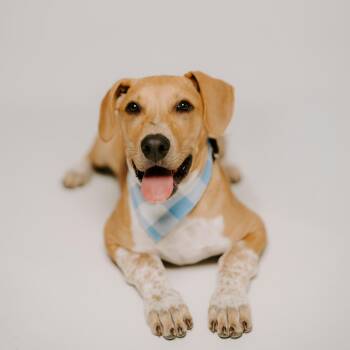 Howdy -  Pointer and Labrador Retriever Dog for Adoption in Oak Ridge North, Texas - Howdy | PetCurious