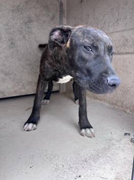 A476773 -  Plott Hound and Mixed Breed Dog for Adoption in Oklahoma City, Oklahoma - A476773 | PetCurious