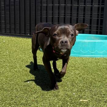 Mixed Breed Dogs Available for Adoption in Charlottesville, Virginia - Bun Bun | PetCurious