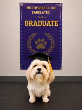 Minnie -  Shih Tzu Dog for Adoption in Texarkana, Texas - Minnie | PetCurious