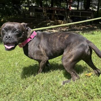 Lucy -  Boston Terrier and Boxer Dog for Adoption in Latrobe, Pennsylvania - Lucy | PetCurious
