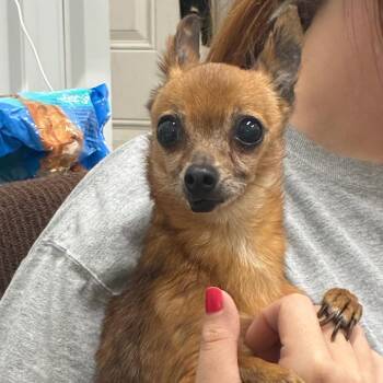 Pops -  Chihuahua Dog for Adoption in Corbin, Kentucky - Pops | PetCurious