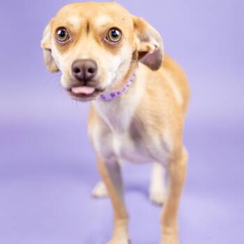 Cambria -  Chihuahua and None Dog for Adoption in Portland, Oregon - Cambria | PetCurious