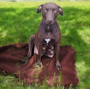 Rescue Labrador Retriever Dogs for Adoption in Eloise, Florida - Delilah | PetCurious