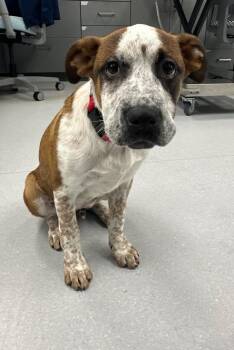 Catahoula Leopard Dog and Mixed Breed Dogs Available for Adoption in Billerica, Massachusetts - Harris | PetCurious