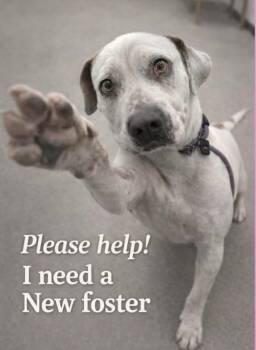 American Bulldog and Boxer Dogs Available for Adoption in San Marcos, California - CHARLOTTE: Urgent Foster Needed (cat Friendly) | PetCurious