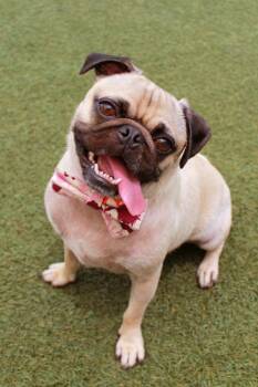 Willee -  Pug Dog for Adoption in Gardena, California - Willee | PetCurious