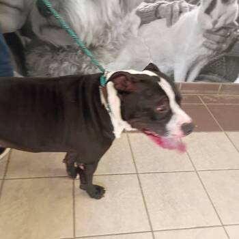 10/02/2026-Stray-DoubletreeDrive -  Mixed Breed Dog for Adoption in Columbus, Georgia - 10/02/2026-Stray-DoubletreeDrive | PetCurious