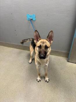 German Shepherd Dog Dogs Available for Adoption - CHEYANNE | PetCurious