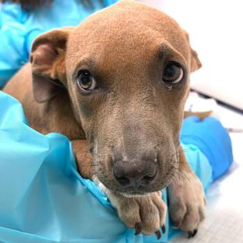 Frank -  American Staffordshire Terrier and None Dog for Adoption in Nashville, Tennessee - Frank | PetCurious