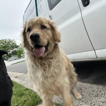 Golden Retriever Dogs Available for Adoption in Newark, New Jersey - Miguel | PetCurious