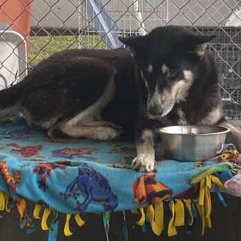Skye -  Husky Dog for Adoption in Lakeland, Georgia - Skye | PetCurious