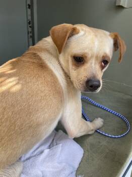 Rescue Chihuahua and Mixed Breed Dogs for Adoption in San Jose, California - CLIFF | PetCurious
