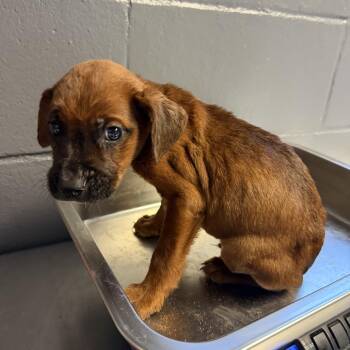TUSC-Stray-84825_2 -  Labrador Retriever and Mixed Breed Dog for Adoption in Tuscaloosa, Alabama - TUSC-Stray-84825_2 | PetCurious