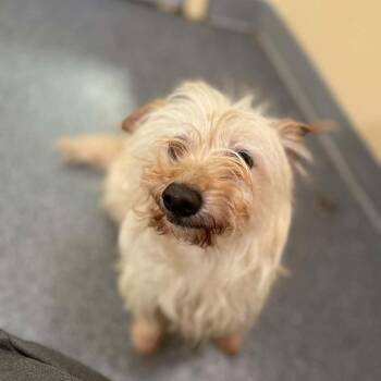 Yorkshire Terrier and Mixed Breed Dogs Available for Adoption - Teddy *adoption Pending* | PetCurious