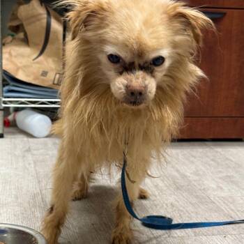 Chihuahua Dogs Available for Adoption in Waldorf, Maryland - Savage | PetCurious
