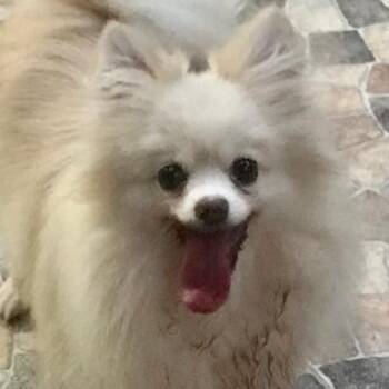 Pomeranian Dogs Available for Adoption - Ms. Happily Bubbly Angel | PetCurious