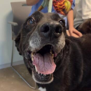 Adam -  Mixed Breed Dog for Adoption in Leander, Texas - Adam | PetCurious