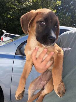 Salem -  Mixed Breed Dog for Adoption in Leitchfield, Kentucky - Salem | PetCurious