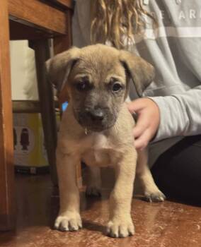 German Shepherd Dog and Labrador Retriever Dogs Available for Adoption - Dynamo The Shepherd Mix Puppy | PetCurious