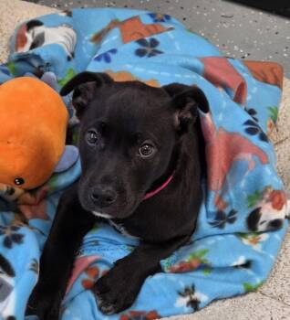 Labrador Retriever Dogs Available for Adoption in Greenville, Illinois - Joy | PetCurious
