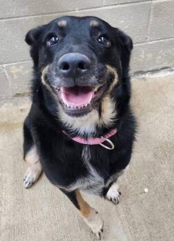 Ruby: Not at the shelter (Bethany) -  Australian Cattle Dog Blue Heeler and Shepherd Dog for Adoption in Rustburg, Virginia - Ruby: Not At The Shelter (Bethany) | PetCurious