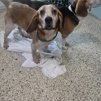 Broden 0510 -  Beagle Dog for Adoption in Loxahatchee Groves, Florida - Broden 0510 | PetCurious