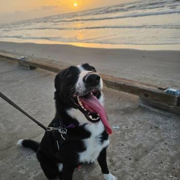 Benny Boy -  Border Collie and Labrador Retriever Dog for Adoption in Corpus Christi, Texas - Benny Boy | PetCurious