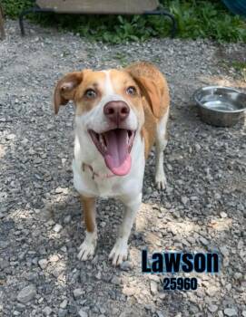 Rescue Pointer and Australian Shepherd Dogs for Adoption in Oak Ridge, Tennessee - Lawson | PetCurious