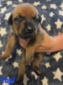 Shepherd Dogs Available for Adoption in Denver, Colorado - Yogi | PetCurious